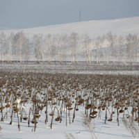 Подсолнухи бывают разные :: Владимир 