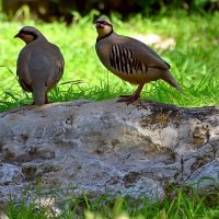 14.01.13 Азиатский кеклик (каменная куропатка), Alectoris chukar :: Борис Ржевский