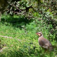 14.01.13 Азиатский кеклик (каменная куропатка), Alectoris chukar :: Борис Ржевский