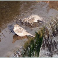 Водные процедуры :: Viktor Makarov