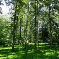 Весенний лес :: Наталия Короткова