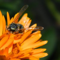 Пчелка :: Анастасия Журавлева