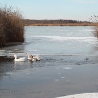 первые проталины :: Владимир Горбунов