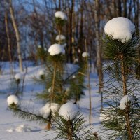 В Лес завезли новые шапки. :: Вячеслав Лымарь