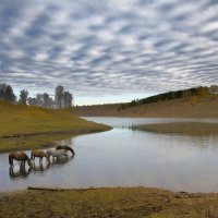 На водопой :: Николай Морский 