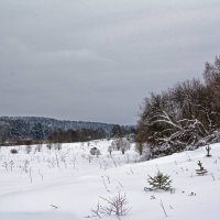 Где с небом сходятся леса... :: Юрий Митенёв