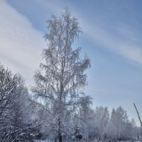 Зимняя зарисовка. :: Андрей В.