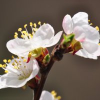цветок абрикосы :: Владимир Иванов