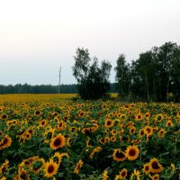 Подсолнухи :: Ольга Бобкова