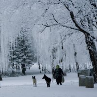 Зимнее утро в городском парке :: Ольга Боник 