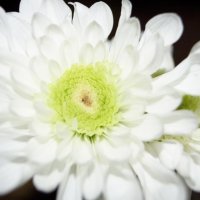 Белое цветение :: Алианна 