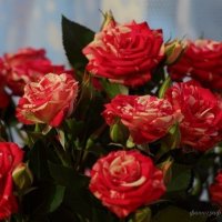 Праздничные Розы :: Ирина Терентьева