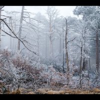Зима в Ялте :: Сергей Радин