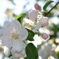 Когда яблони цветут... :: Инна Кравченко