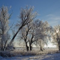 Дерева, вы мои дерева... :: Вячеслав 