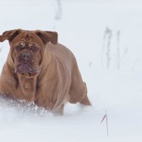 Серьёзная девушка!) :: Лариса Сафонова