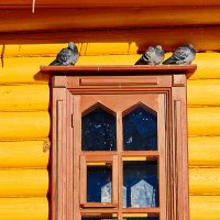 Голуби на окне храма :: Елена Ворошина