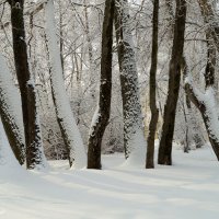 Снежная графика :: Елена Перевозникова