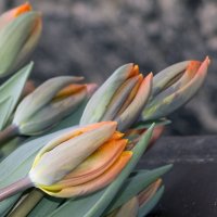Тюльпаны :: Люба Мельник