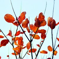 Красные листья :: Елена Паламарчук