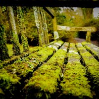 Moss on the bench :: Борис Б