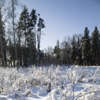 Заснежило, да завьюжило :: Елена Леонова