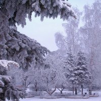 Деревья в зимнем серебре :: Nick Nichols