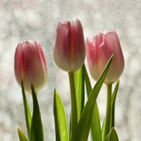 тюльпаны :: Алёна Райн