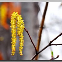 Серьги ольхи :: Анатолий Вафин