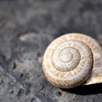 snail :: [ AzZzA ]