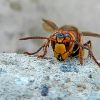 Всем привет  - я шершень и со мной лучше  не шутить :: Николай Сапегин