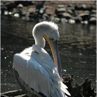 Пеликан - чистюля *** Pelican lover purity :: Александр Борисов