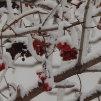 калина в снегу :: Дарья Неживая