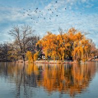 Ветер  в городе гулял,Косы иве растрепал. :: Юлия Густерина ...