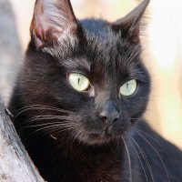 Черная кошка :: Iverinka .