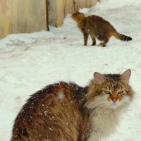 Метель в городе! :: Владимир Шошин