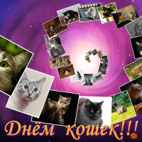 День кошек на Фотокто (лучшие  «местные»  кошки) :: Елена Belika