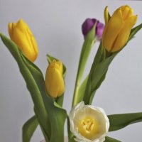 Тюльпаны :: валерия 