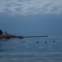 Море и лебеди :: Наталья 