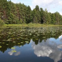 Лето. :: Наталья Цветкова