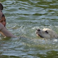 Водяная собака :: Игорь Д