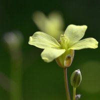 01.03.14 Brassica tournefortii - Капуста гулявниковая, Капуста Турнефора :: Борис Ржевский