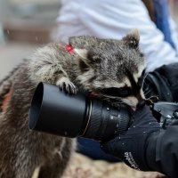 Любопытство. :: Александр Степовой 