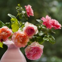 чайные розы :: Наталия Преображенская