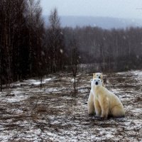 2Умки :: Михаил Власов