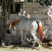 Кападокия - земля лошадей :: anna borisova 