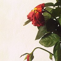 забытая роза :: Валерия 