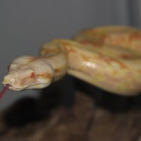 Boa Constrictor (Albino) :: Иван Иванов