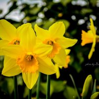 yellow flowers :: Борис Б