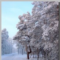 Деревья в снегу :: Анатолий Вафин